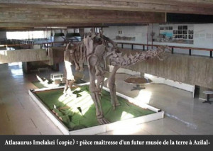 Atlasaurus Imelakei (copie) : pièce maîtresse d'un futur musée de la terre à. Azilal.